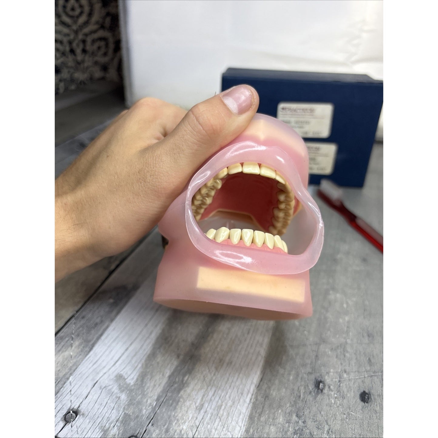 Frasaco AG3 Type Dental Typodont Model 32PC Teeth Restorative Removable Screw-in