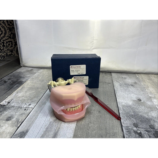 Frasaco AG3 Type Dental Typodont Model 32PC Teeth Restorative Removable Screw-in