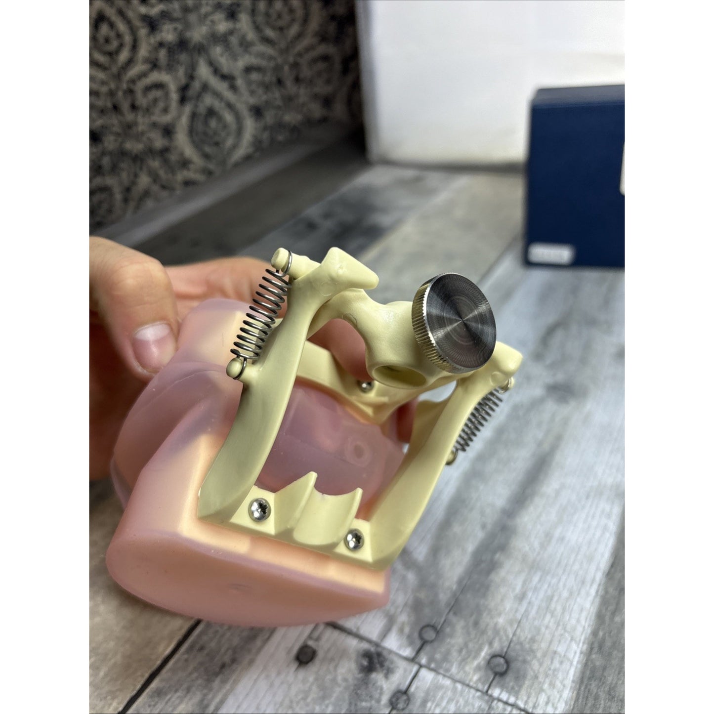 Frasaco AG3 Type Dental Typodont Model 32PC Teeth Restorative Removable Screw-in